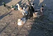 Tegoroczne kaczki