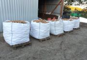 Ziemniaki jadalne sprzedaż całoroczna z przechowalni