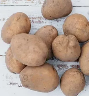 Sadzeniaki ziemniak IRGA