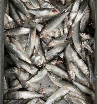Ryby świerze Sielawa