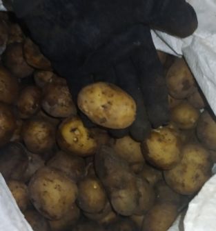 Ziemniaki odpadowe małe