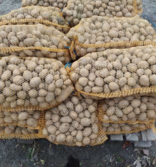 Ziemniak sadzeniak