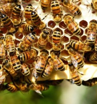 Rodziny pszczele