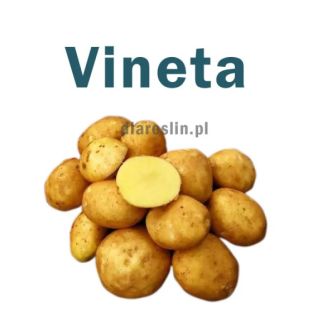 Ziemniak Vineta