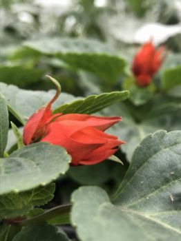 Szałwia błyszcząca (Salvia splenders)