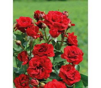 Róża Rabatowa