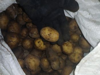 Ziemniaki odpadowe małe
