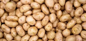 ziemniaki odmiana Melodia uprawa własna