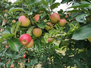 Jabłka odmiana Grafsztynek z domowego sadu