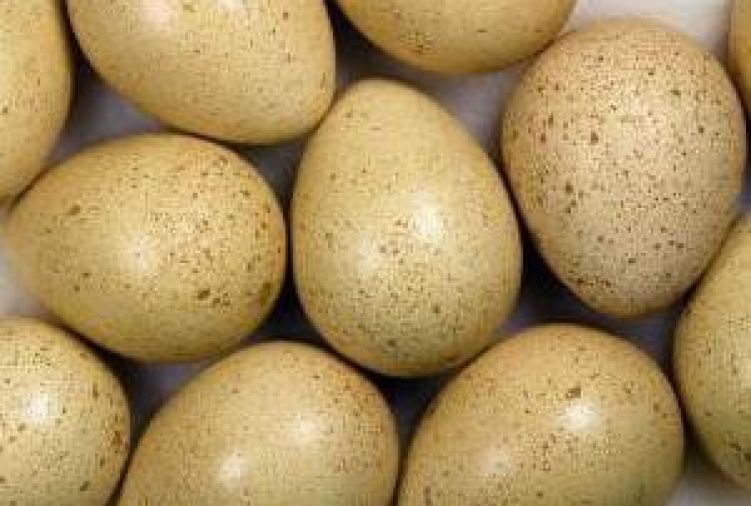 Jaja bażantów : złotych