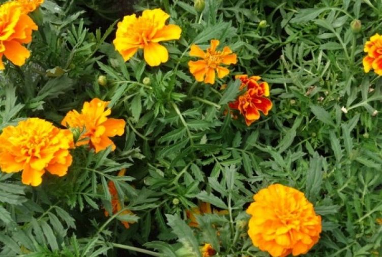 Aksamitka zwykła (Ordinarius Tagetes) - kwiaty z gospodarstwa ogrodniczego