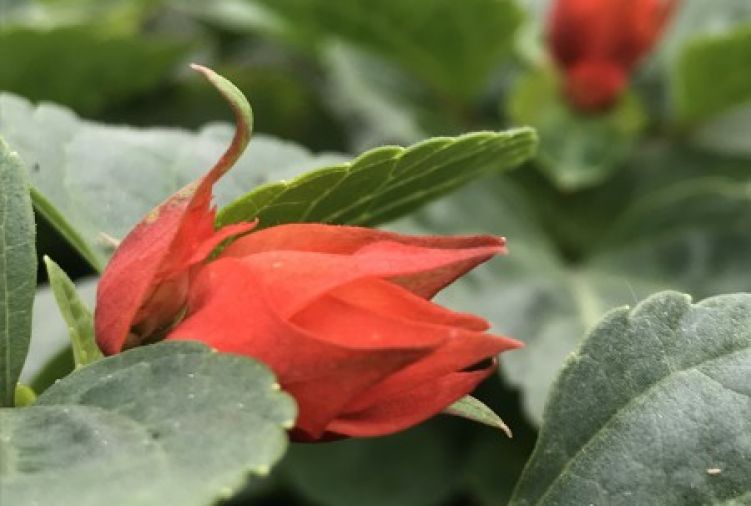 Szałwia błyszcząca (Salvia splenders)