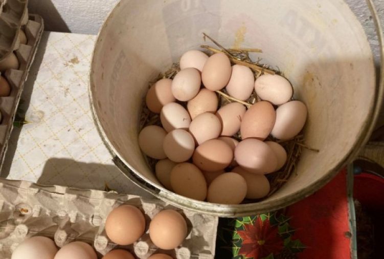 Wiejskie jajka średnie