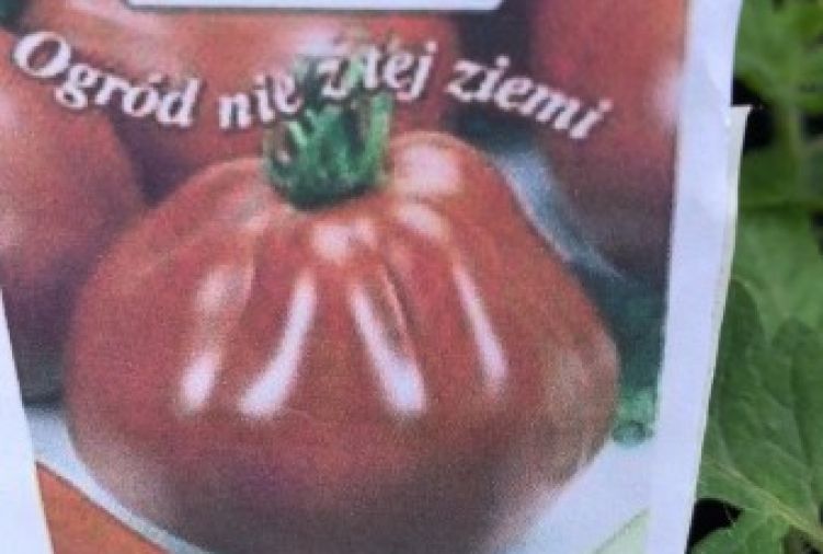 Pomidor Or Pera d'arbuzo - sadzonki