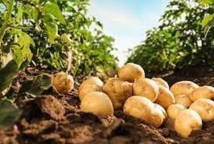 ziemniaki odmiana Ignacy